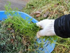 一軒家・一戸建ての草むしり 草抜き 草引き 草取り作業