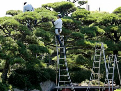 庭木・植木の剪定作業
